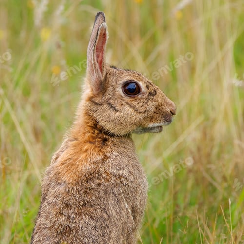 Preview: Rabbit sitting in grass gazes up at the sky