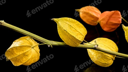 Preview: Physalis on a black background