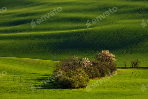 Preview: Beautiful spring landscape with trees on fields with waves Moravian Tuscany, Czech Republic