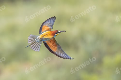 Preview: Bee Eater flying on blurred background