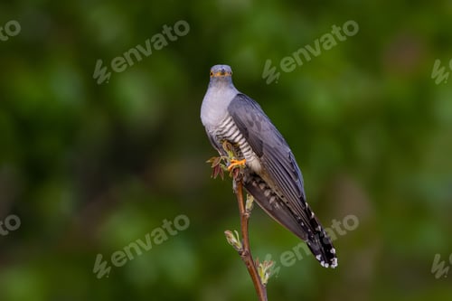 Preview: Wild cuckoo bird perched on a branch