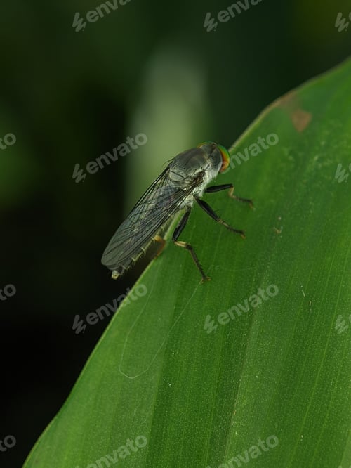 Preview: Robber flies on a green leaf. Ommatius is a genus of robber flies