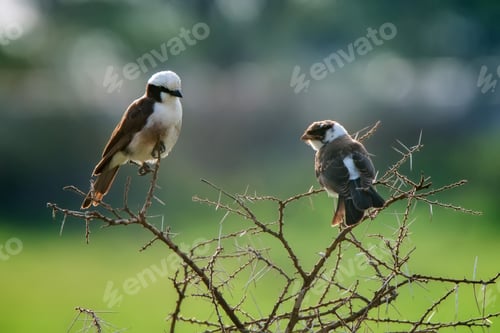 Preview: Northern White-crowned Shrike or Eurocephalus ruppelli in Seregeti