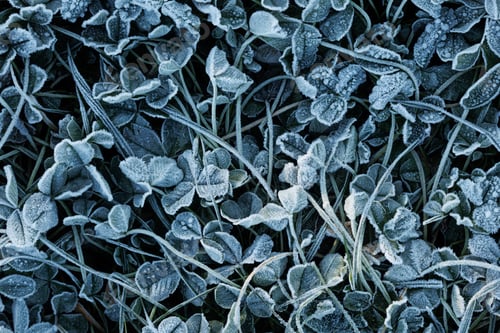 Preview: Closeup of dense-growing plants with tiny leaves covered with frost in monochrome colors