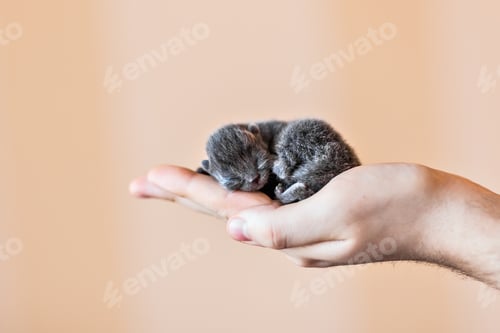 Preview: Blue british kitten in men's hand