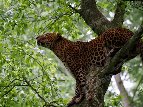 Preview: Wild leopard atop a tree branch, climbing upwards