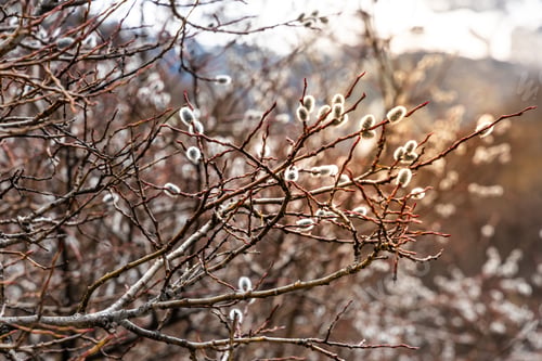 Preview: Beautiful wild pussy willow tree with flower buds in Yading Nature Reserve in early spring