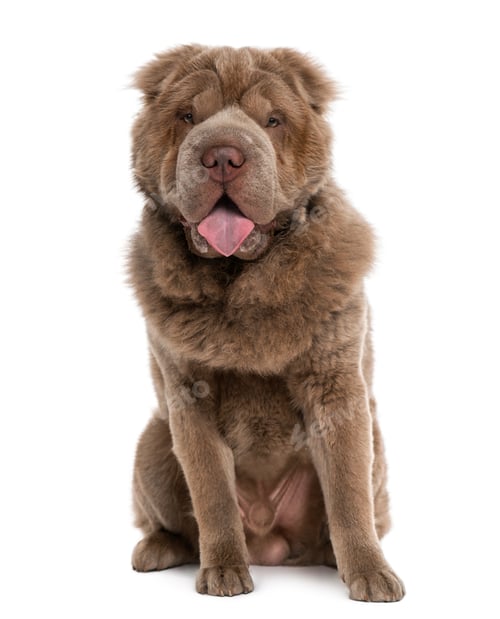 Preview: Long haired Shar Pei (10 months old)