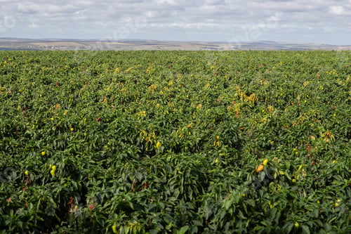 Preview: pepper plantation. Chilli or Red pepper plantation or field.