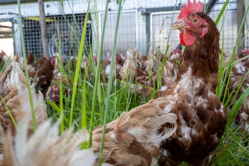 Preview: Close-up of a brown chicken with a red comb in a coop alongside other chickens.