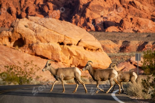 Preview: A family of female Desert Bighorn Sheep crossing the road in the Valley of Fire State Park