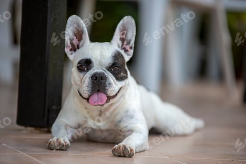 Preview: Pet animal. Cute French Bulldog dog.