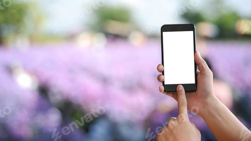 Preview: Woman's hands using isolated white screen of smartphone on violet flower field blur background.