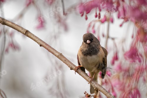 Preview: Selective focus shot of a Junco bird standing on a blooming flower tree