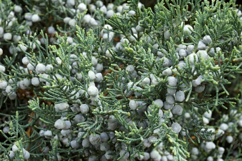 Preview: Grey Owl Juniper Cones (Juniperus Virginiana 'Grey Owl')