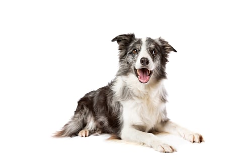Preview: dog