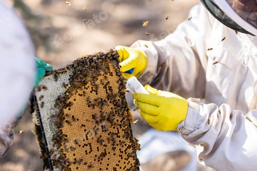 Preview: Beekeepers working on hive boxes on a sunny day