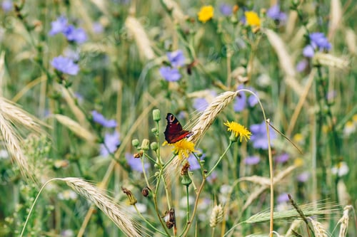 Preview: European peacock butterfly on the yellow flower