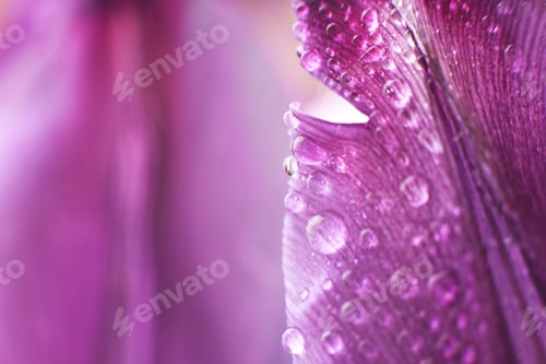 Preview: flower petal with water droplets macro. tulip