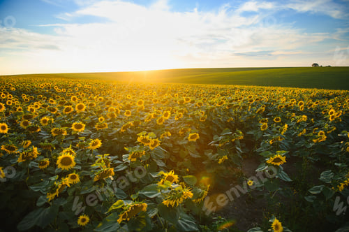 Preview: field of blooming sunflowers on a background sunset
