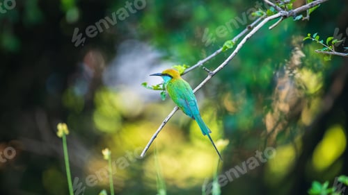 Preview: Green bee-eater perches on a slender branch against rich, blurred bokeh backdrop