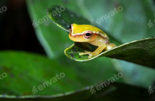 Preview: Painted Treefrog in Belize