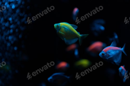 Preview: Selective focus of fishes with neon light on black background