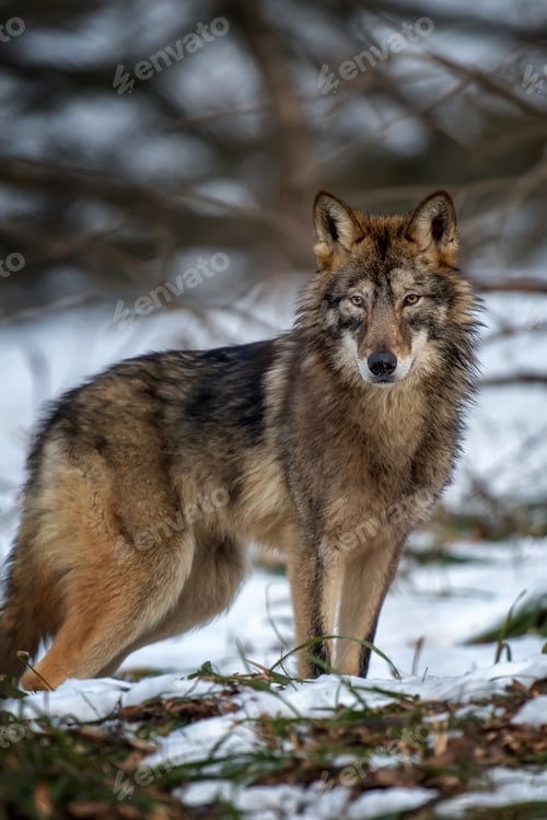 Preview: Wolf in the forest up close. Wild animal in the natural habitat