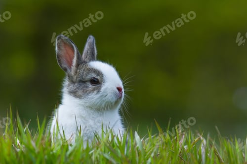 Preview: pets, bunny, scared, rabbit, hare