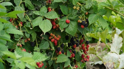 Preview: Blackberry. Rubus Eubatus. Blackberry on a green branch. A delicious black berry grows on bushes