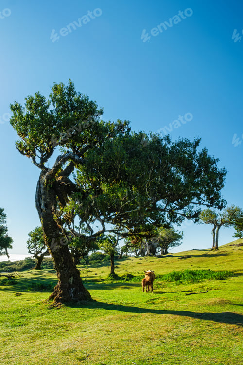 Preview: Fanal forest trees on Madeira island, Portugal