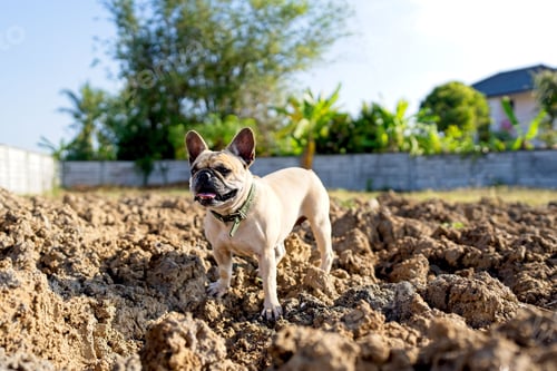 Preview: French bulldog in a grassy field covered in mud, with patches of green bushes in the background