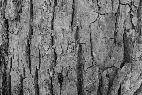 Preview: Tree Texture