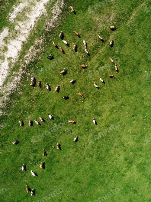 Preview: Aerial view of cows herd grazing on pasture