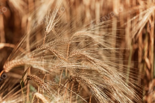 Preview: Wheat