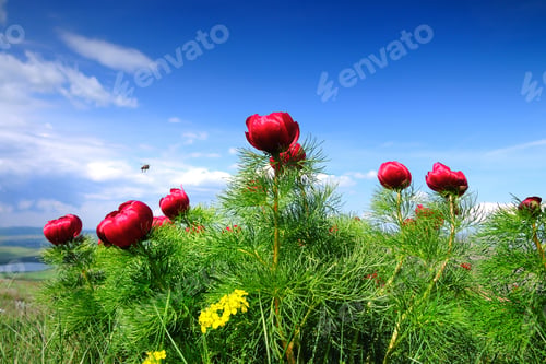 Preview: Meadow with green grass and red poppy flowers
