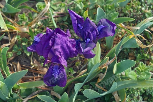 Preview: Dwarf Bearded Iris (Iris Pumila). Called Pygmy Iris Also.