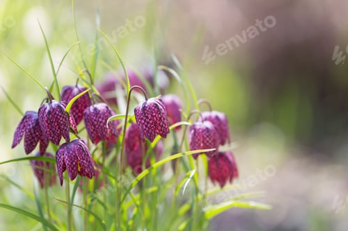 Preview: Flowering fritillaria with drops of dew in the spring garden