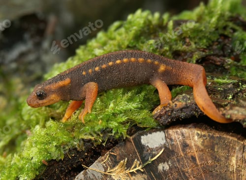 Preview: Closeup shot of a red-tailed Mandarin newt on green moss - Tylototriton verrucosus
