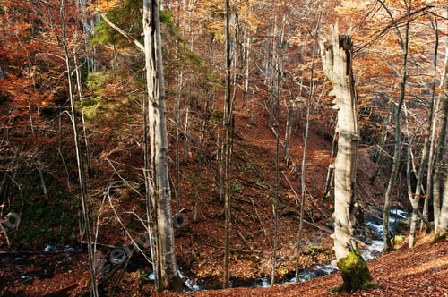 Preview: Creek in the woods flows from the top down background sun light and autumn forest. Mountain river