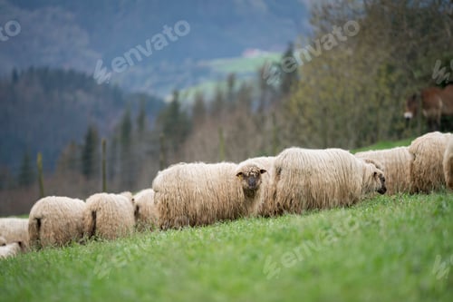 Preview: Flock of sheep grazing on green pasture in mountain landscape