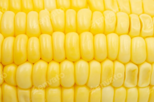 Preview: Close up Raw corn kernels in rows.