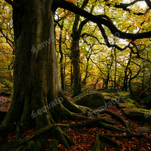 Preview: Large tree with exposed roots, Padley Gorge, Peak District, Derbyshire, England, UK