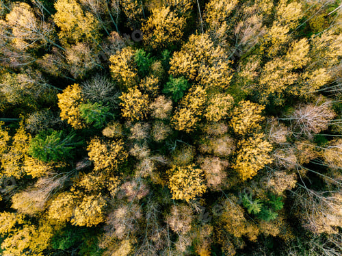 Preview: Aerial view of beautiful colorful forest during fall