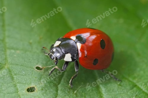 Preview: Closeup on a seven spotted ladybird, beetle , Coccinella septempunctata sitting on a green leaf