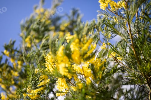 Preview: yellow wattle blossoms flowers close up blue sky blur