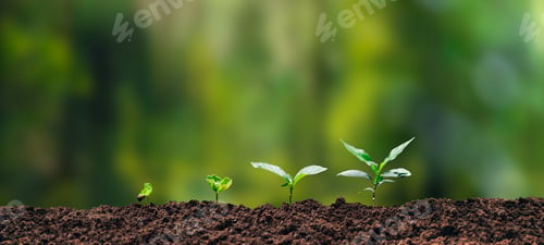 Vista previa: Concepto de árboles de crecimiento: plántulas de granos de café, naturaleza, fondo verde hermoso