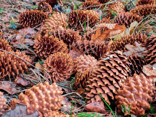 Preview: Fir cones close up. Pine cone on the ground in a coniferous forest.