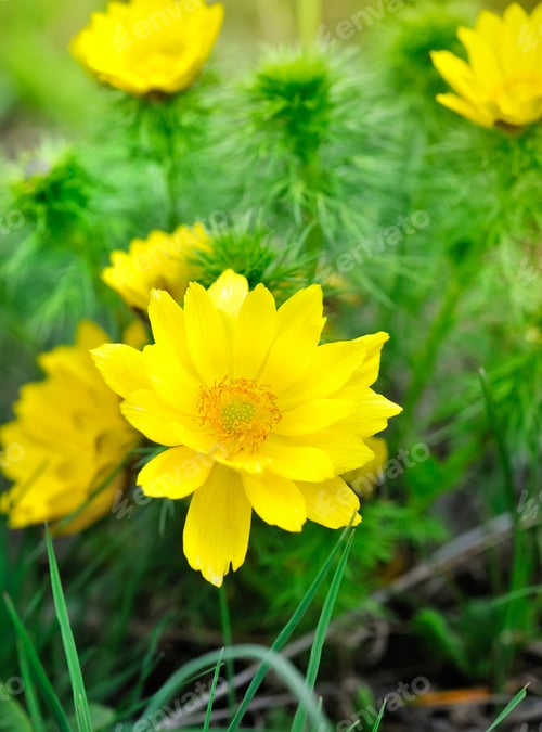 Preview: Yellow flowers of adonis (Adonis vernalis)