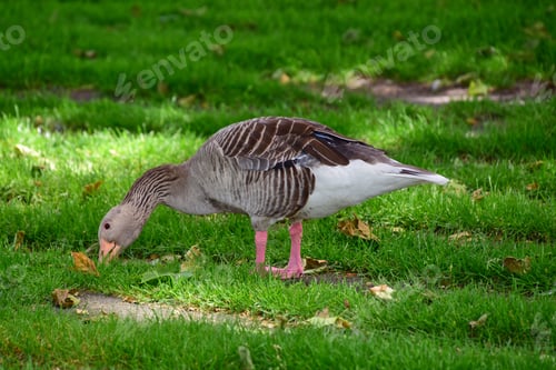 Preview: Wild goose on lush green grass in a grassy field